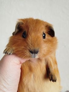 Морская свинка мальчик Калифорния