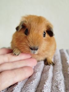 Морская свинка мальчик Калифорния