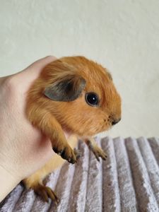 Морская свинка мальчик Калифорния