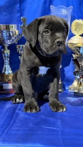 Кане Корсо КСУ