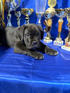 Кане Корсо КСУ