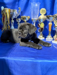 Кане Корсо КСУ