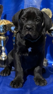 Кане Корсо КСУ