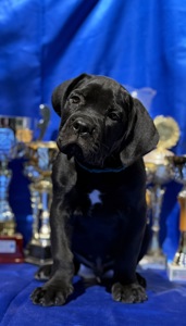 Кане Корсо КСУ