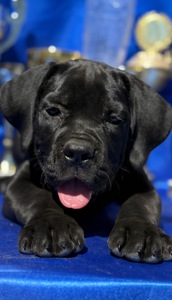 Кане Корсо КСУ