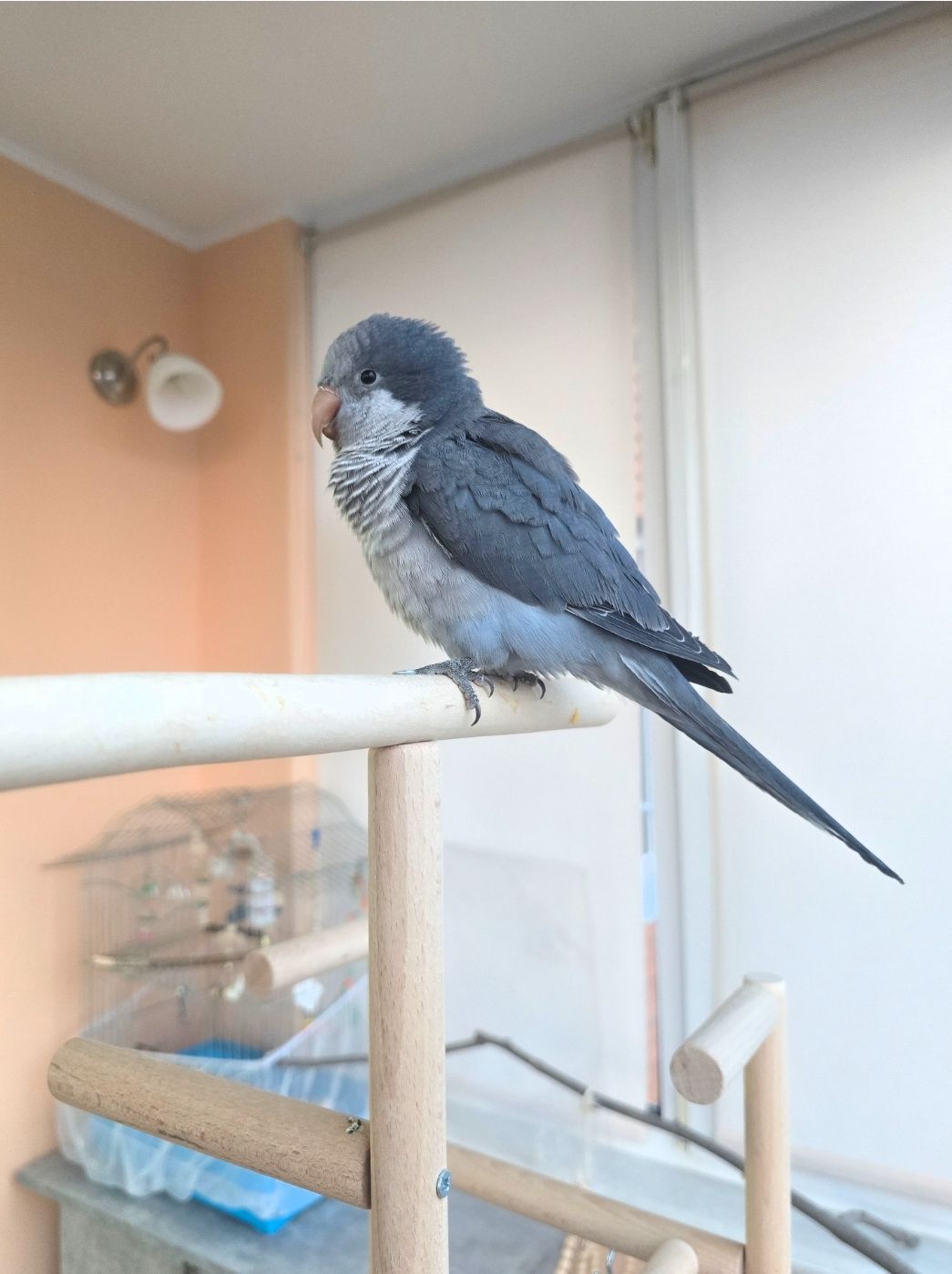 Продам молодого любопитного дружилюбного каліта монах з рідкісними окрасом