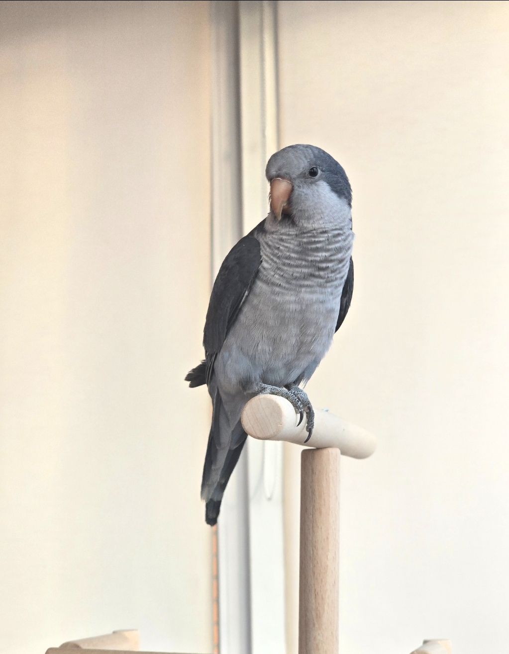 Продам молодого любопитного дружилюбного каліта монах з рідкісними окрасом