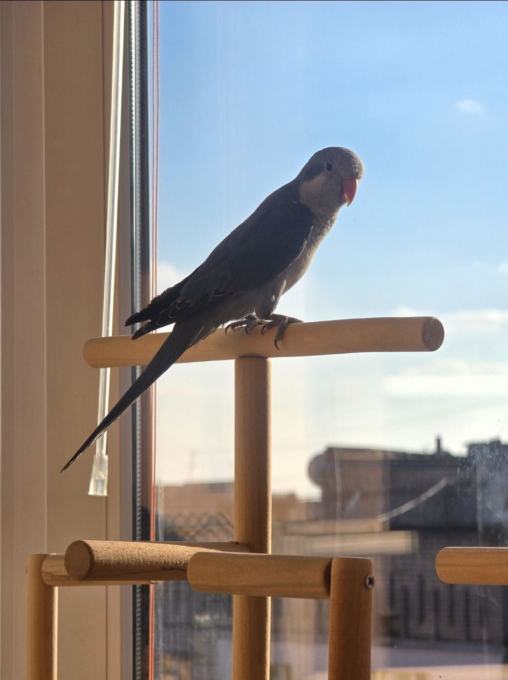 Продам молодого любопитного дружилюбного каліта монах з рідкісними окрасом