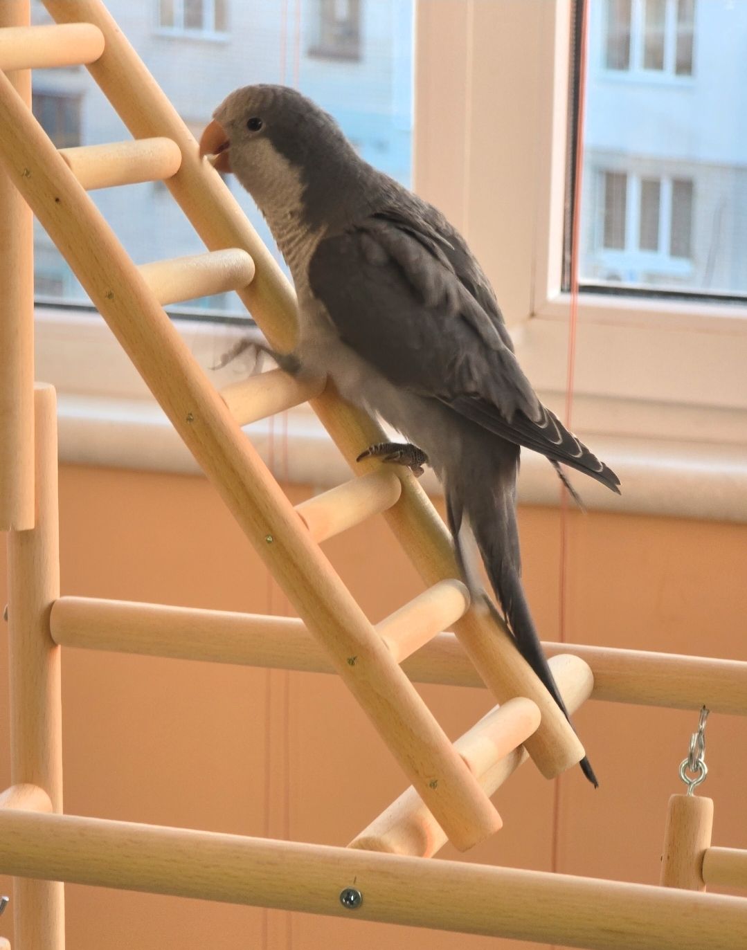 Продам молодого любопитного дружилюбного каліта монах з рідкісними окрасом