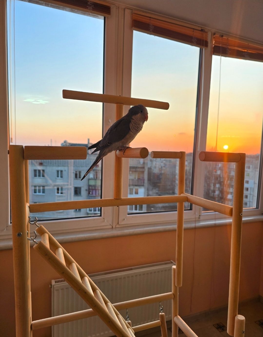 Продам молодого любопитного дружилюбного каліта монах з рідкісними окрасом