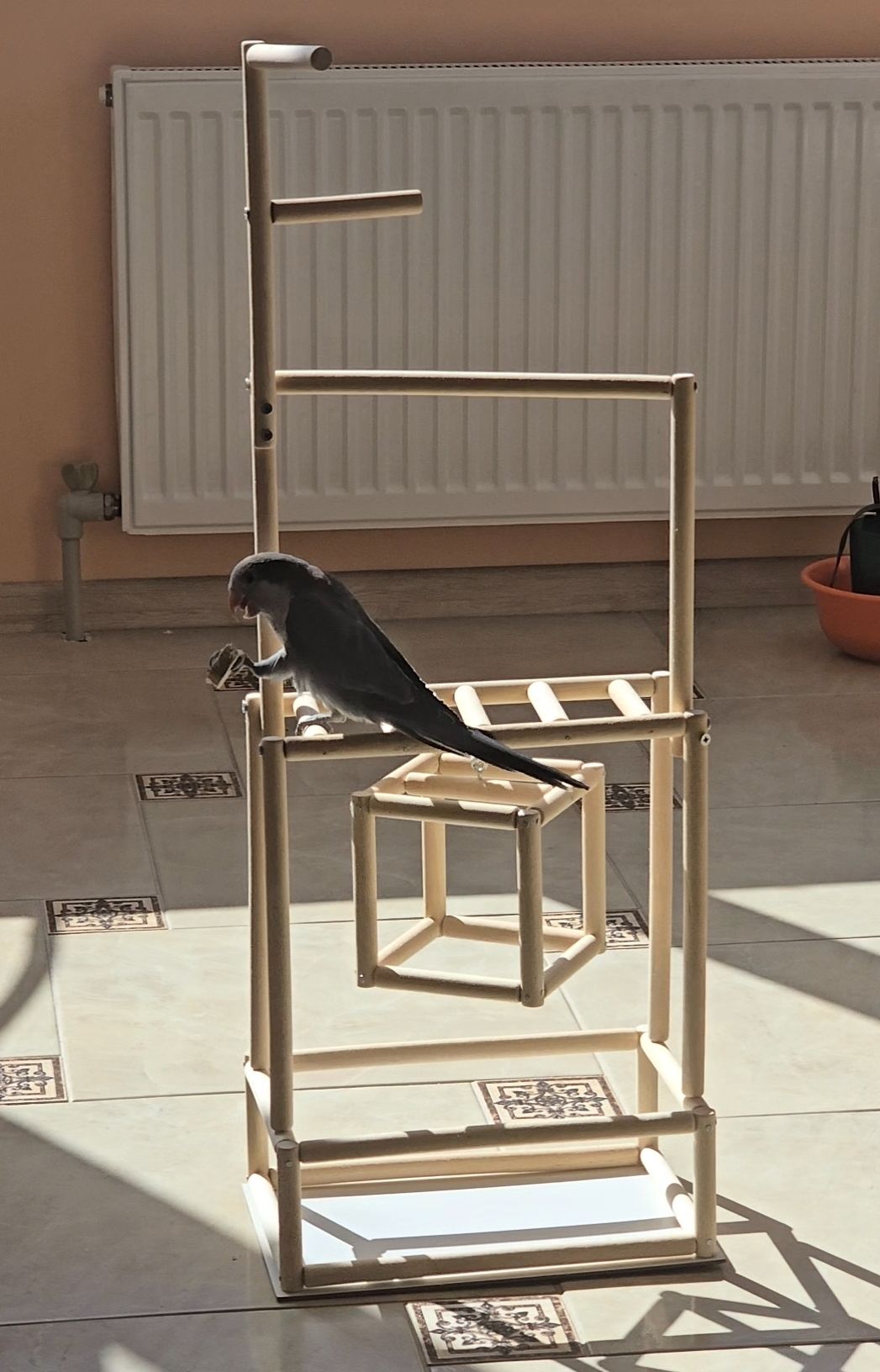 Продам молодого любопитного дружилюбного каліта монах з рідкісними окрасом