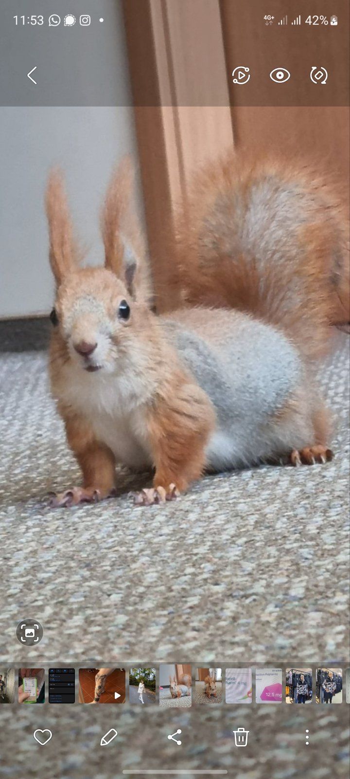 Продаются очаровльные белки