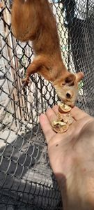 Продаются очаровльные белки