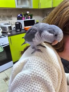 Продам молодого любопитного дружилюбного каліта монах з рідкісними окрасом