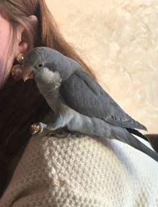 Продам молодого любопитного дружилюбного каліта монах з рідкісними окрасом