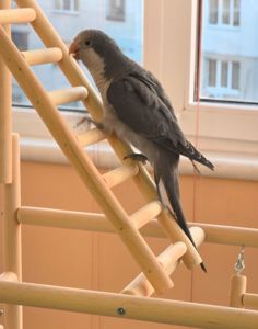 Продам молодого любопитного дружилюбного каліта монах з рідкісними окрасом