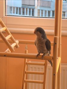 Продам молодого любопитного дружилюбного каліта монах з рідкісними окрасом