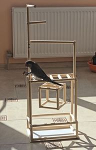 Продам молодого любопитного дружилюбного каліта монах з рідкісними окрасом