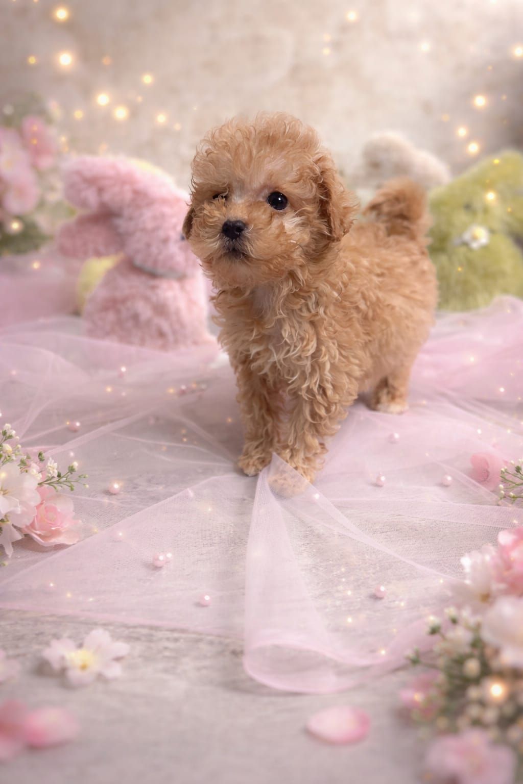 Цуценята мальтіпу ф1