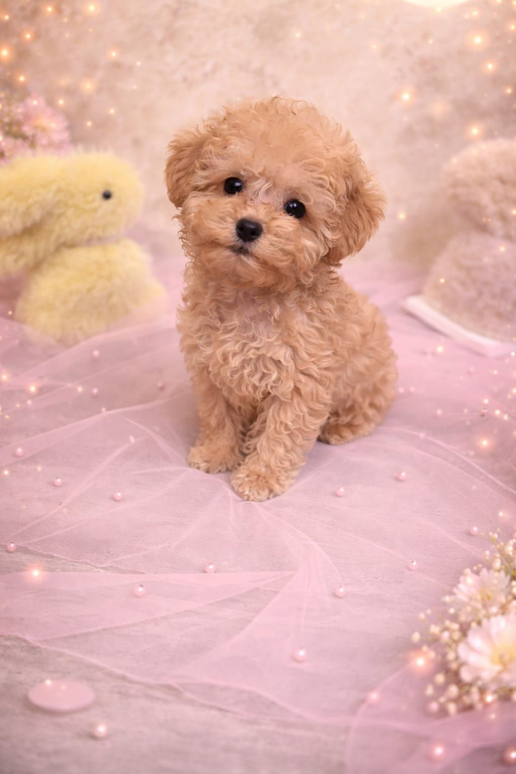 Цуценята мальтіпу ф1