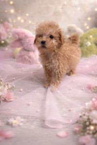 Цуценята мальтіпу ф1