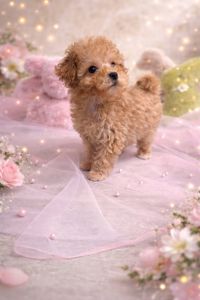 Цуценята мальтіпу ф1