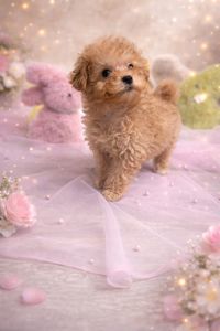 Цуценята мальтіпу ф1