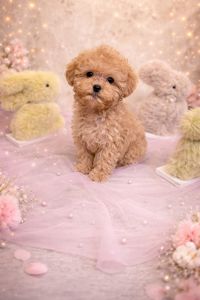 Цуценята мальтіпу ф1