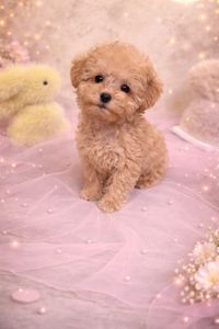 Цуценята мальтіпу ф1