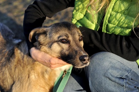 Сіма з Покровська