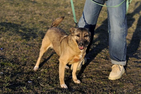 Сіма з Покровська