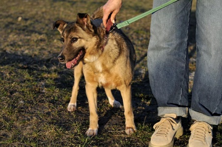 Сіма з Покровська