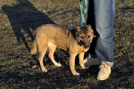 Сіма з Покровська