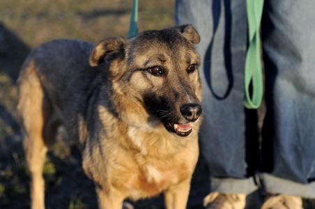 Сіма з Покровська