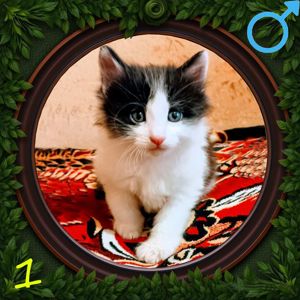 5 кошенят в добрі руки