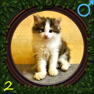 5 кошенят в добрі руки