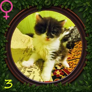 5 кошенят в добрі руки