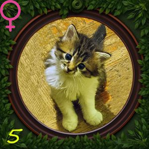 5 кошенят в добрі руки