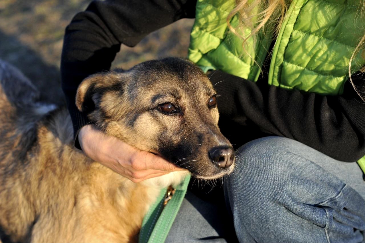 Сіма з Покровська