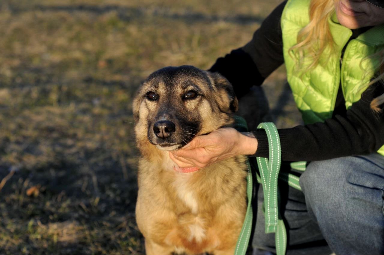 Сіма з Покровська