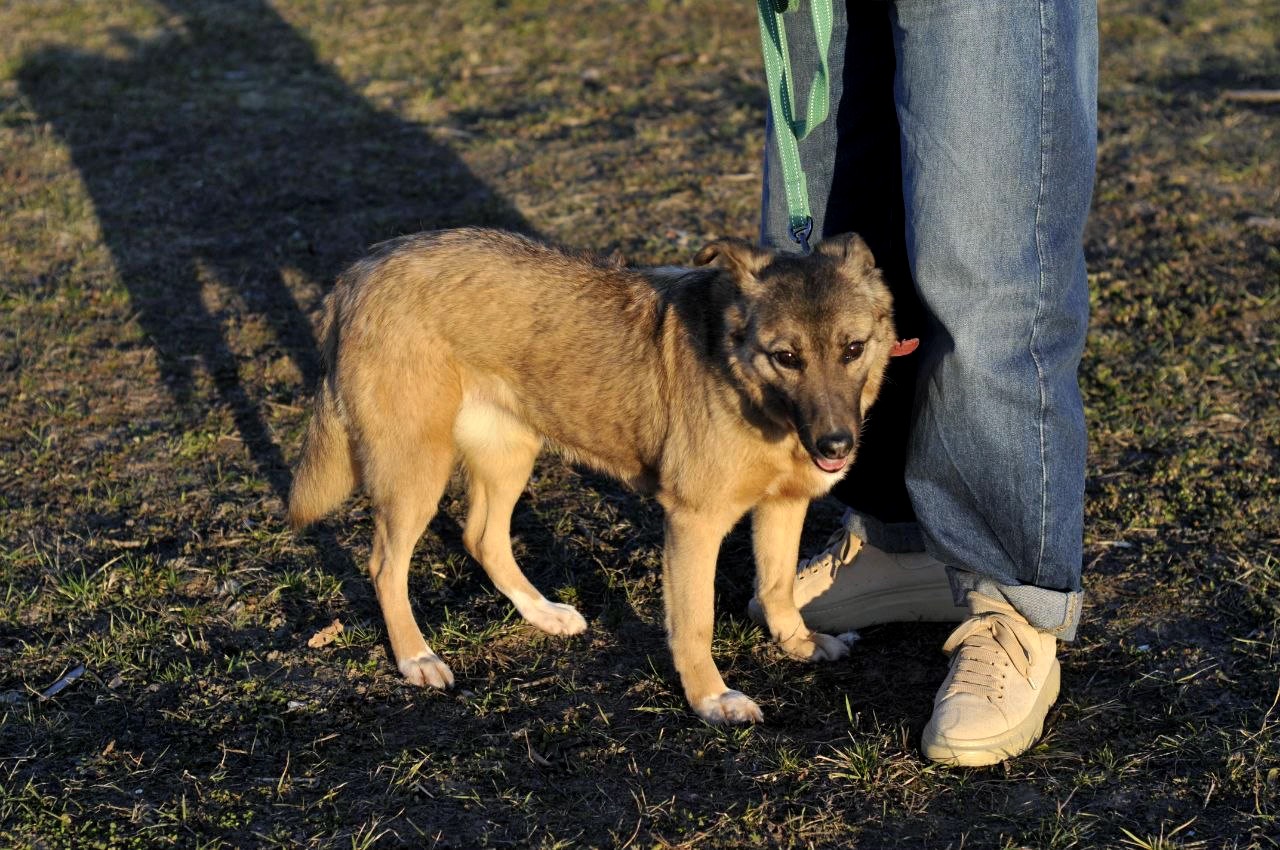Сіма з Покровська