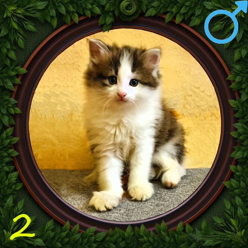 5 кошенят в добрі руки