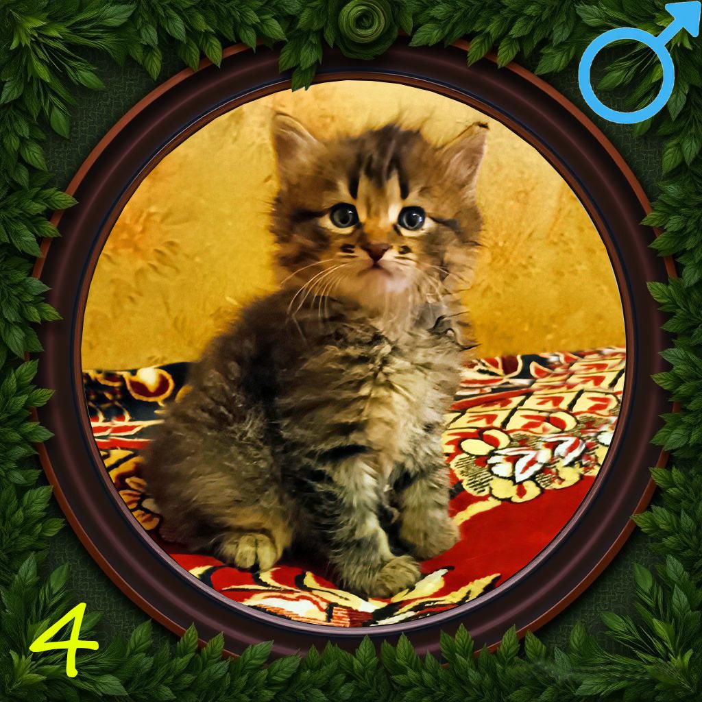 5 кошенят в добрі руки