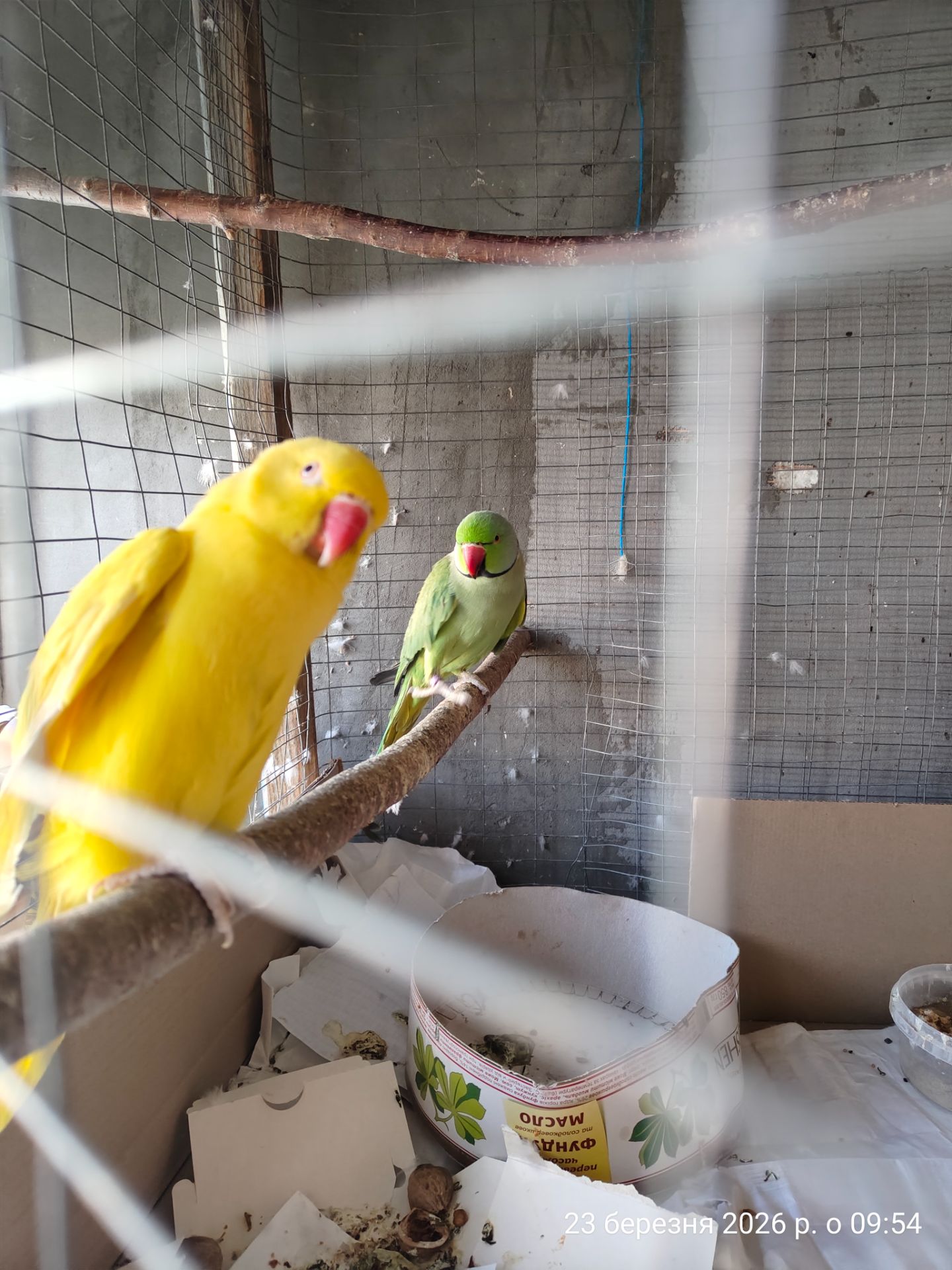 Пара ожереловий папуга