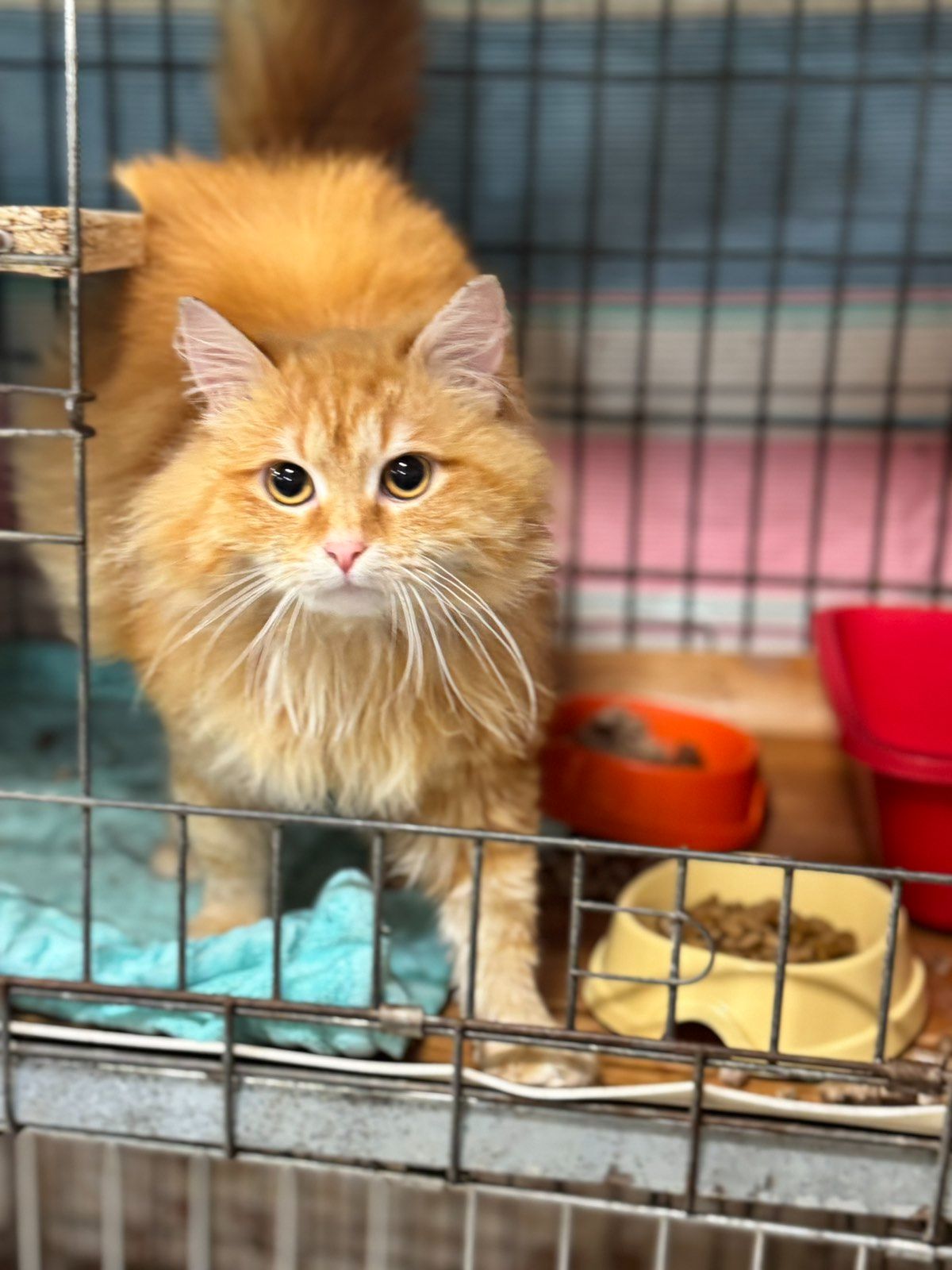 Оранж, 10 місяців