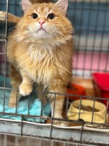 Оранж, 10 місяців