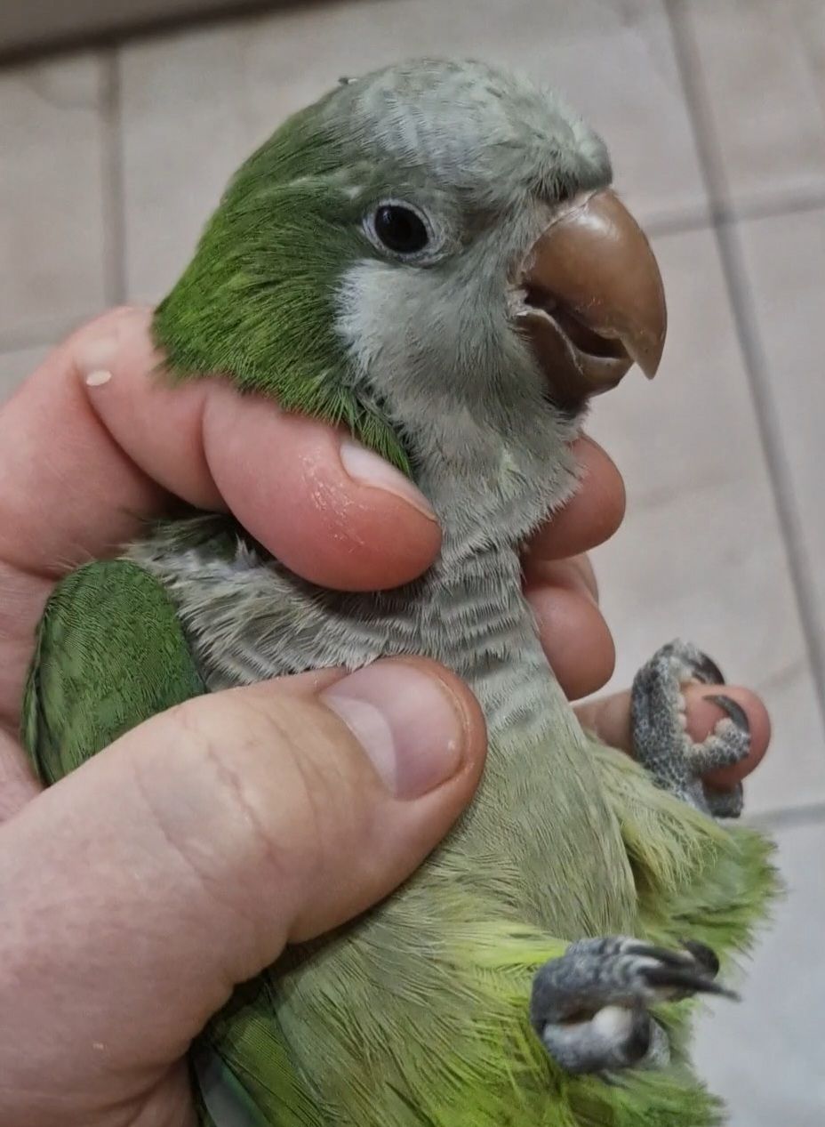 Калита Монахи малыши