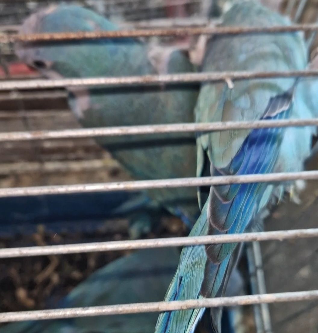 Попугайчики калита монахи