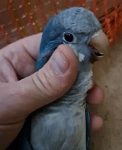 Калита Монахи малыши