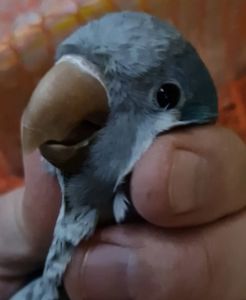 Калита Монахи малыши